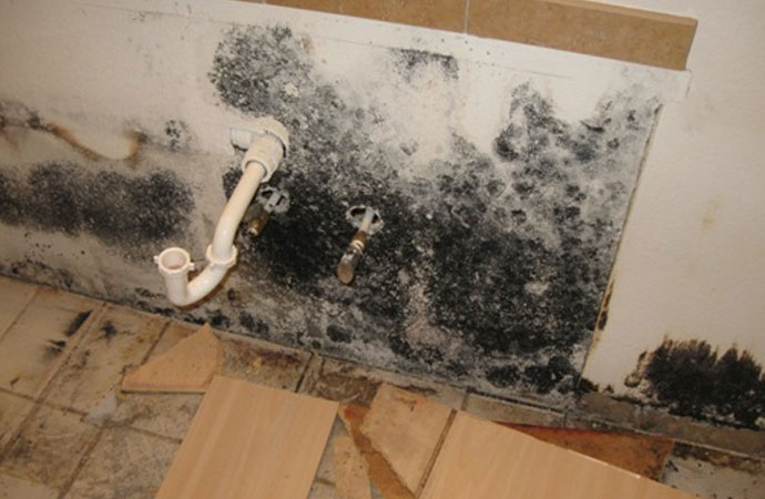 Why is Mold Dangerous?