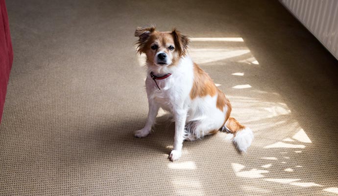 Pet Odor Removal from Carpets in Baltimore & Columbia