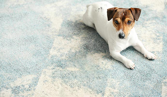 Pet waste on carpet