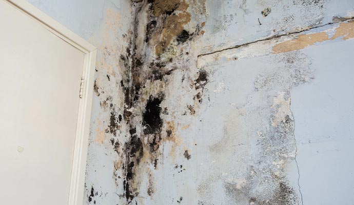 black mold on the wall