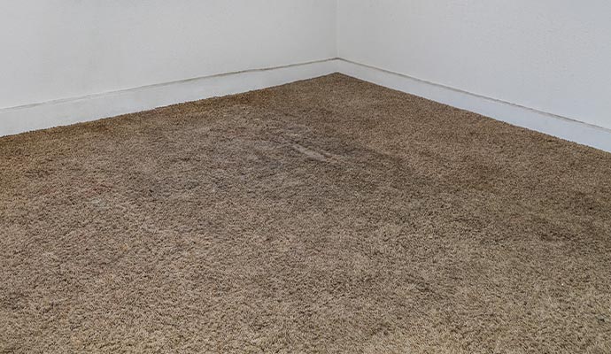 mold damage on the carpet