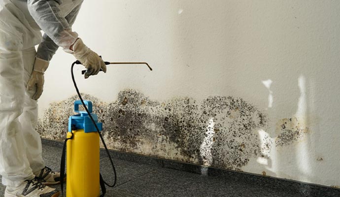 professional worker removing mold from the wall