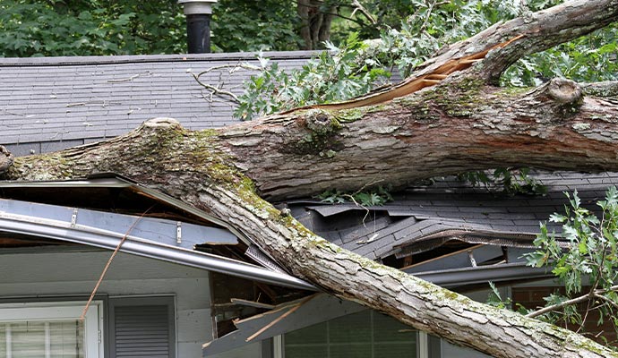 a big fallen tree on the roof of a residential house