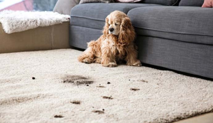 Carpet Cleaning Cedar City Ut