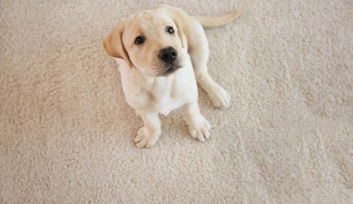 puppy sitting on a clean carpet