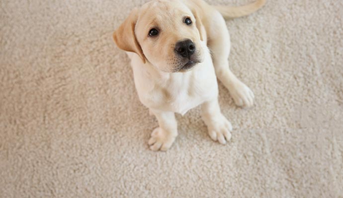 cute puppy sitting on a carpet